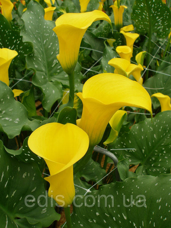 Калла Cameo (Камео) 1 бульба 12/14