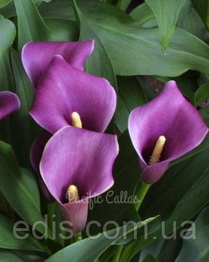 Калла Amethyst (Аметист) 1 бульба 12/14, фото 1