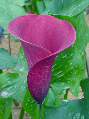 Калла Purple Sensation (Пурпл сенсейшн) 1 бульба 12/14, фото 1