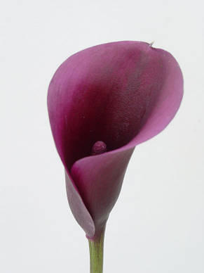 Калла Purple Sensation (Пурпл сенсейшн) 1 бульба 12/14, фото 3