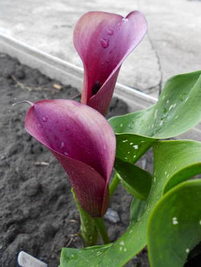 Калла Purple Sensation (Пурпл сенсейшн) 1 бульба 12/14, фото 4