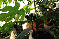 Інжир кімнатний "Кадота" (саджанці)