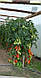 Насіння томату Айдар F1 250 насінин Clause, фото 5