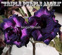 Адениум семена Triple Purple Aloha