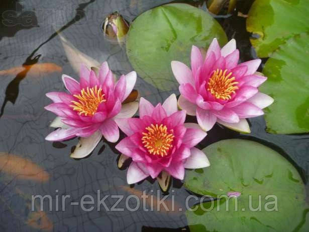 Німфея «Атракціон» (Nymphaea «Attraction») (молода рослина, поділка)