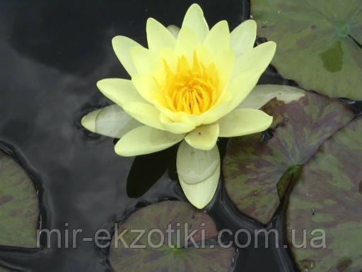 Німфея «Марліака Хромателла» (Nymphaea «Marliacea Chromatella») (молода рослина, поділка)