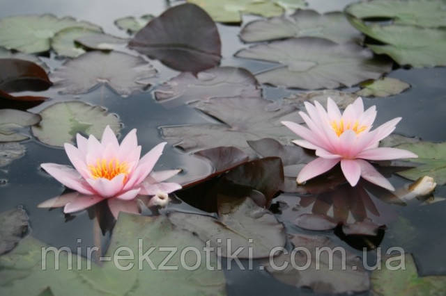 Німфея «Розеннімфе» (Nymphaea «Rosennimphe») (молода рослина, поділка)