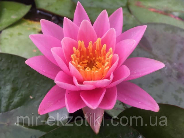 Німфея «Пінк Опал» (Nymphaea «Pink Opal») (доросла рослина)