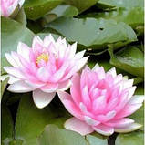 Німфея «Голландія» (Nymphaea «Hollandia») (молода рослина, поділка), фото 3