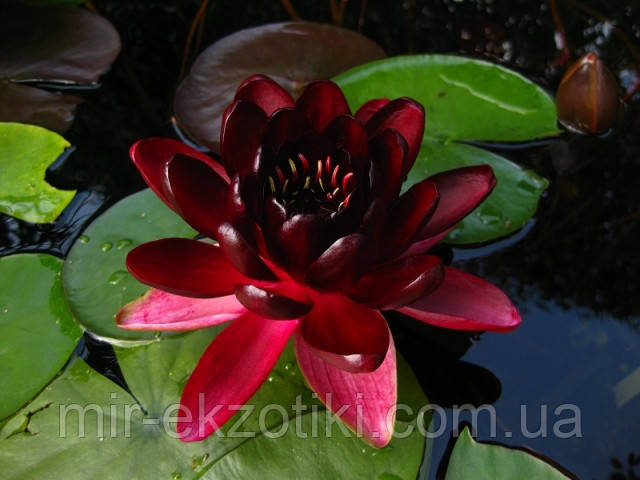 Німфея «Блек Принцес» (Nymphaea «Black Princess») ( молода рослина, поділка)