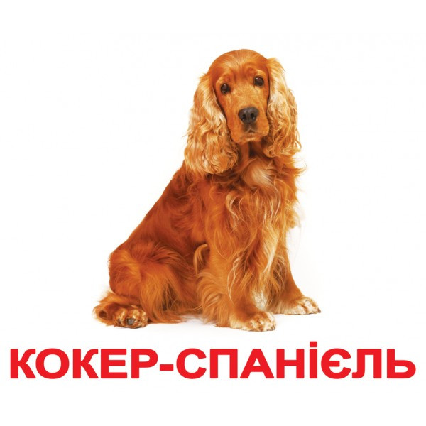 Карточки Домана. Украинский язык. Вундеркинд с пеленок. Породы собак - фото 1 - id-p406011831