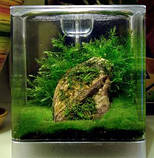 Кладофора 2-2,5см, фото 4