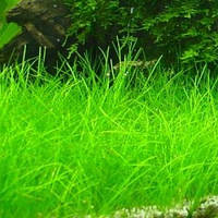 Ситняг крихітний ( пучок)