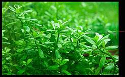 Хедіотис (пучок)