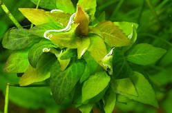 Гігрофіла коримбоза «Компакт» (Hygrophila corymbosa "compact") (пучок не менше 3 гілочок)