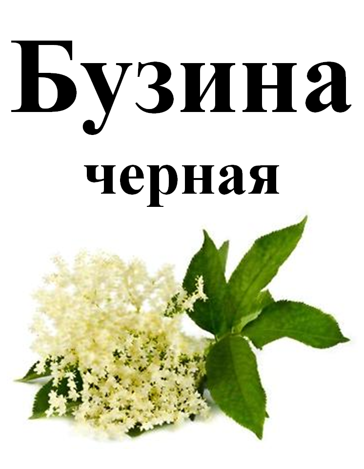 

Бузина черная, цвет сушенный, 30 грамм