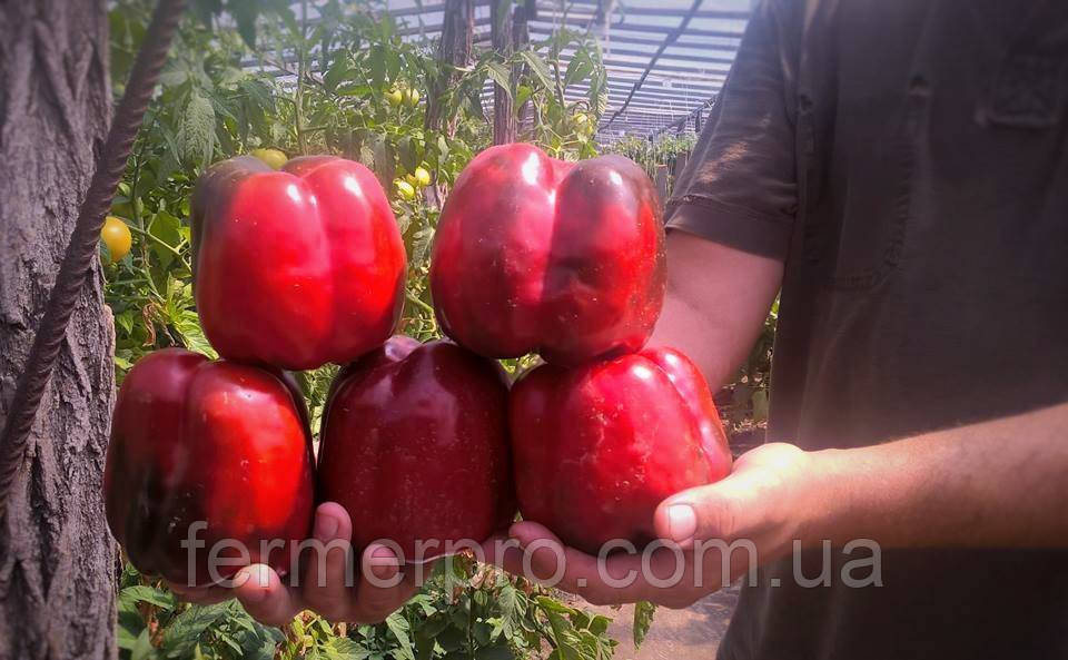 Насіння перцю Банкер (Банкерс) F1/Bancer F1 F1 500 насіння Enza Zaden, фото 1