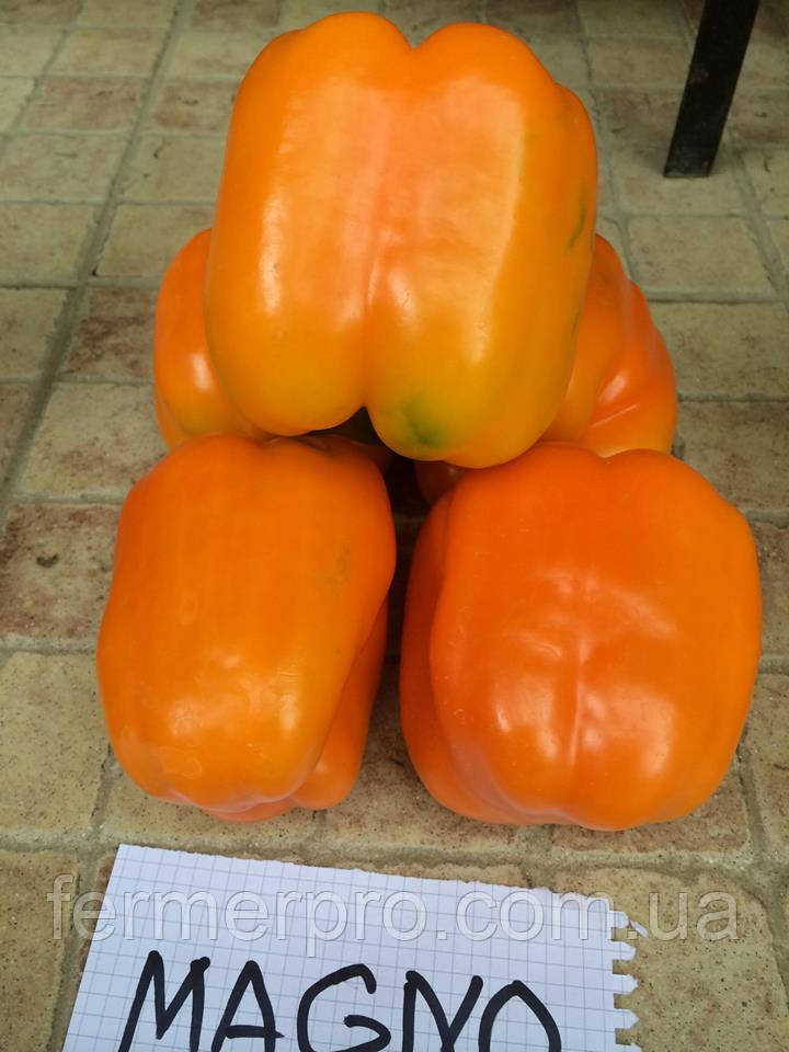 Насіння перцю Магно F1/Magno F1 500 насіння Enza Zaden, фото 1