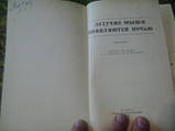 Леткі миші з'являються вночі, фото 4