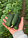 Насіння огірка Бйорн F1/Bjorn F1 Enza Zaden 500 насіння, фото 6
