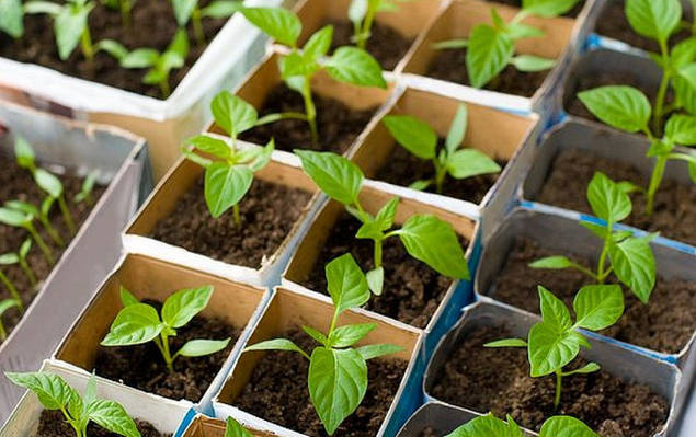 Как посадить семена перца
