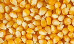 Кукурудза зернова Любава 279 МВ (1000 г)