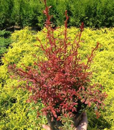 Барбарис Тунберга Оранж Дрім (Berberis thunbergii Orange Dream) а-30-40 см у контейнері С3 л, фото 1