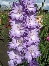 Гладіолус Blue Frost (Блю Фрост) 3 шт./уп.,великоквітковий