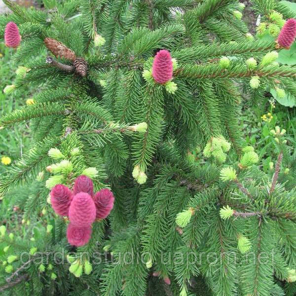 Ялина звичайна Акрокона (Picea abies Acrocona)