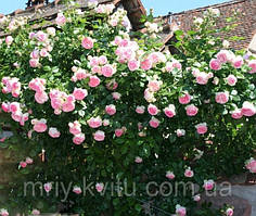 Саджанці троянди парковій ЛОЛІТА