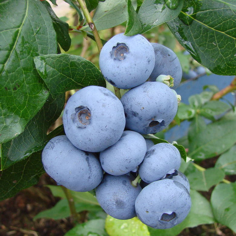 

Голубика Бонус, ЗКС в горшках 1.0 л (2-летние)