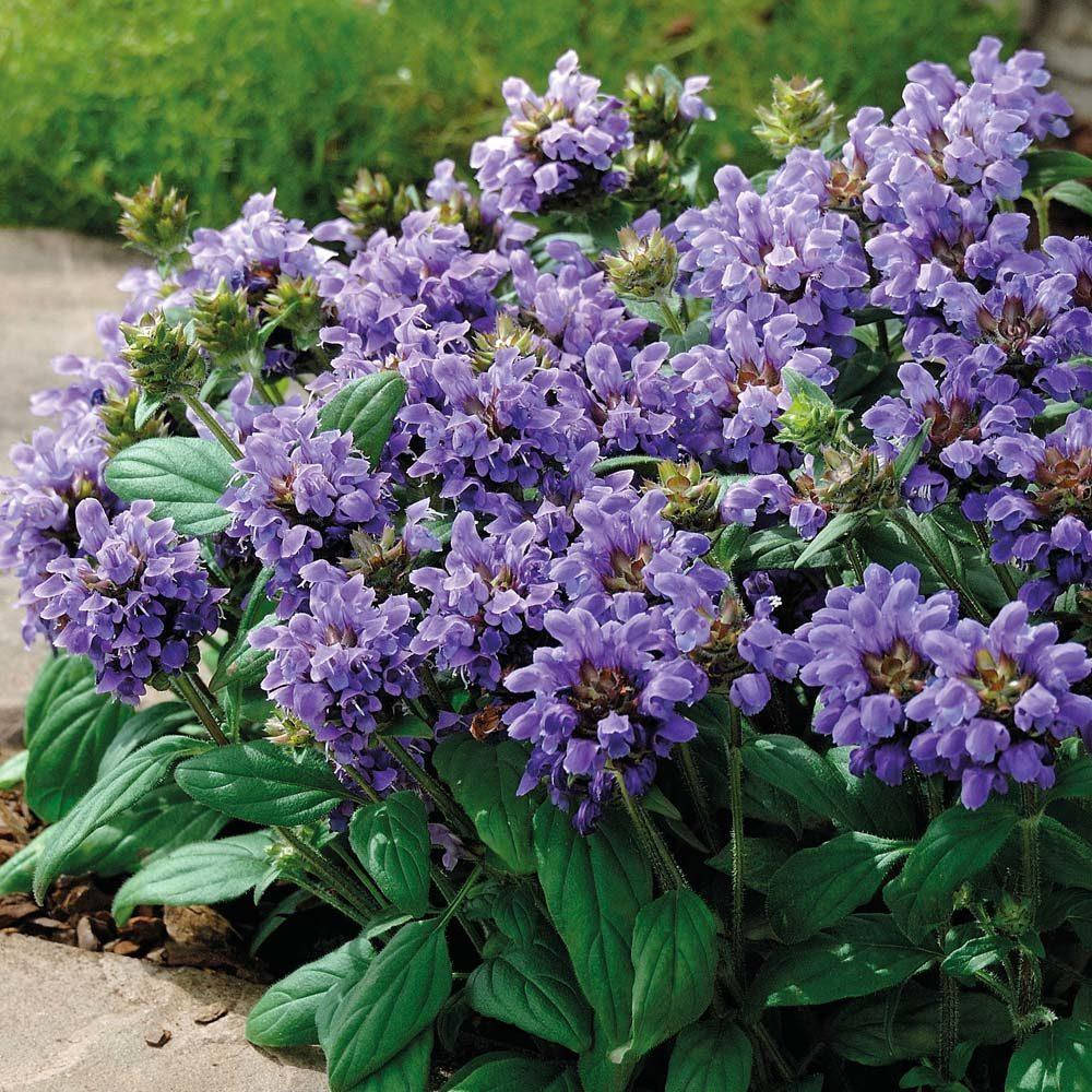 

Черноголовка темно - синяя