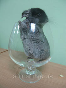 Корм для шиншил