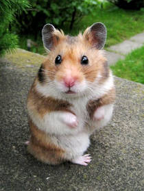 Корми для хом'яків