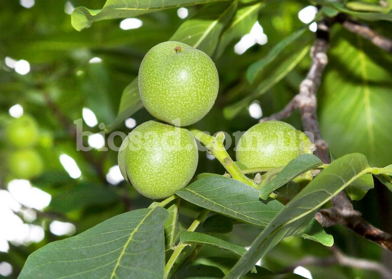 Волоський горіх Буковинський 1 (2-х річний)