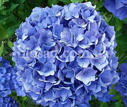 Гортензія Endless Summer (Hydrangea Endless Summer)