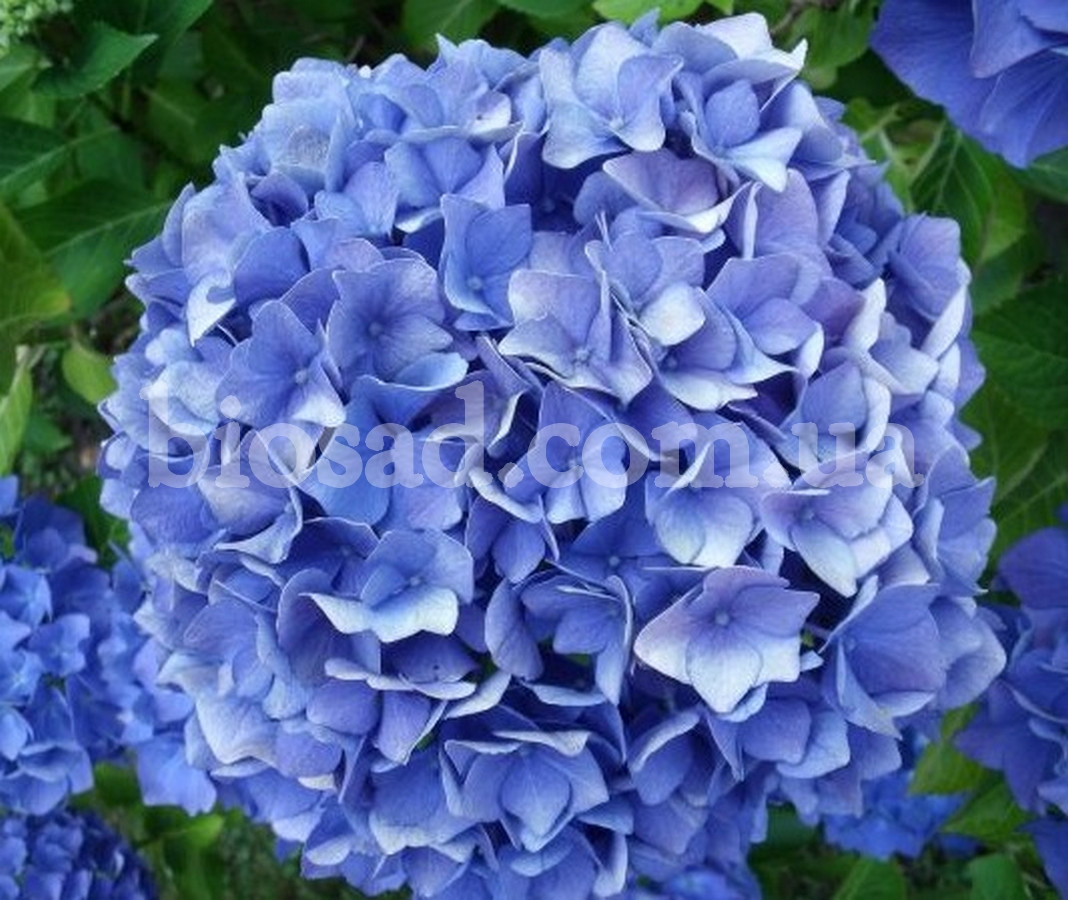 ◆Hydrangea4936◆ ✨ Ніжні рожеві гортензії у повному цвіті — три кошики