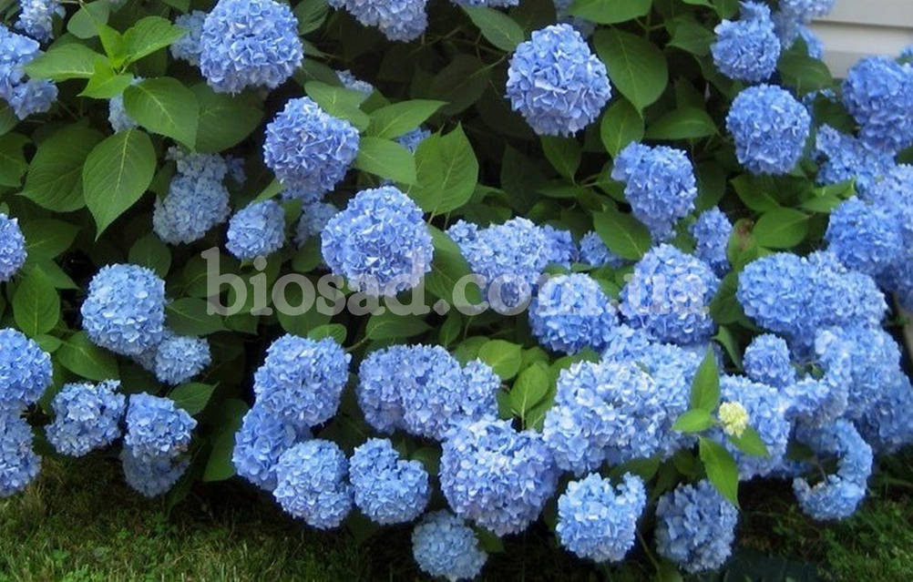 ◆Hydrangea4936◆ ✨ Ніжні рожеві гортензії у повному цвіті — три кошики