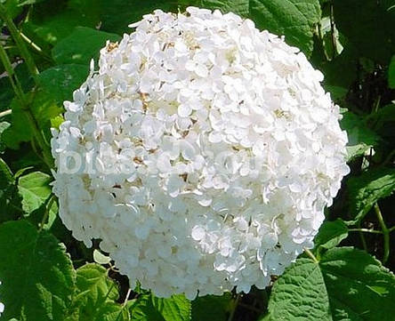 Гортензія H. Sheep Cloud (Hydrangea H. Sheep Cloud), фото 1