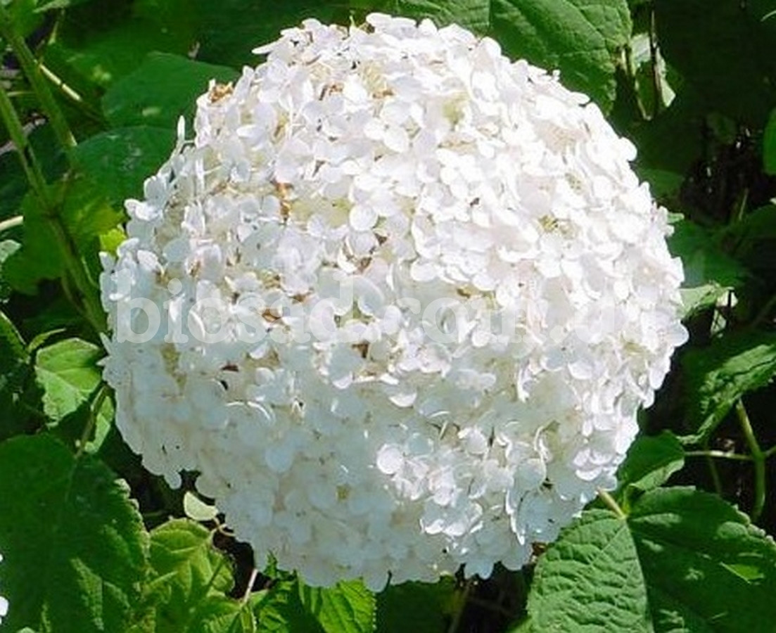 Hydrangea4936　0901 Painting by numbers - Multicolored hydrangeas ©art_selena_ua