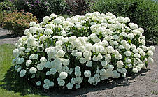 Гортензія H. Sheep Cloud (Hydrangea H. Sheep Cloud), фото 3