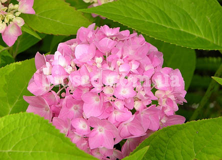 Гортензія Bailmer (Hydrangea Bailmer), фото 1