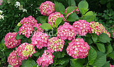 Гортензія Bailmer (Hydrangea Bailmer), фото 3