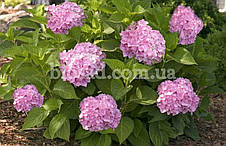 Гортензія Bailmer (Hydrangea Bailmer), фото 4