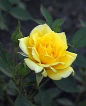 Троянда бордюрна Жовта лялька (Yellow doll)