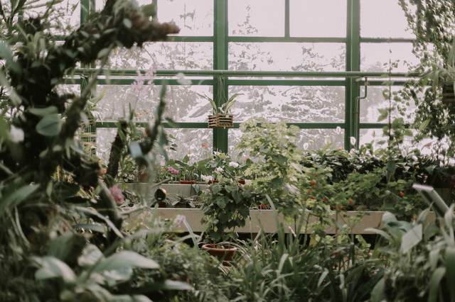 теплиця, ботанічний сад