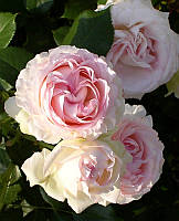 Роза плетистая английская Heart of Rose (Сердце розы)