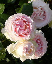 Троянда в'юнка англійська Heart of Rose (Серце троянди)