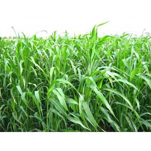 Суданка - семена растения выращиваемого как кормовую и продовольственную культуру и в виде зеленого удобрения - фото 1 - id-p513150462