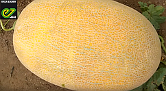 Насіння дині Дейра F1, 500 насінин, Enza Zaden